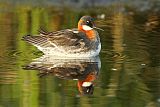 Red-necked Phalarope